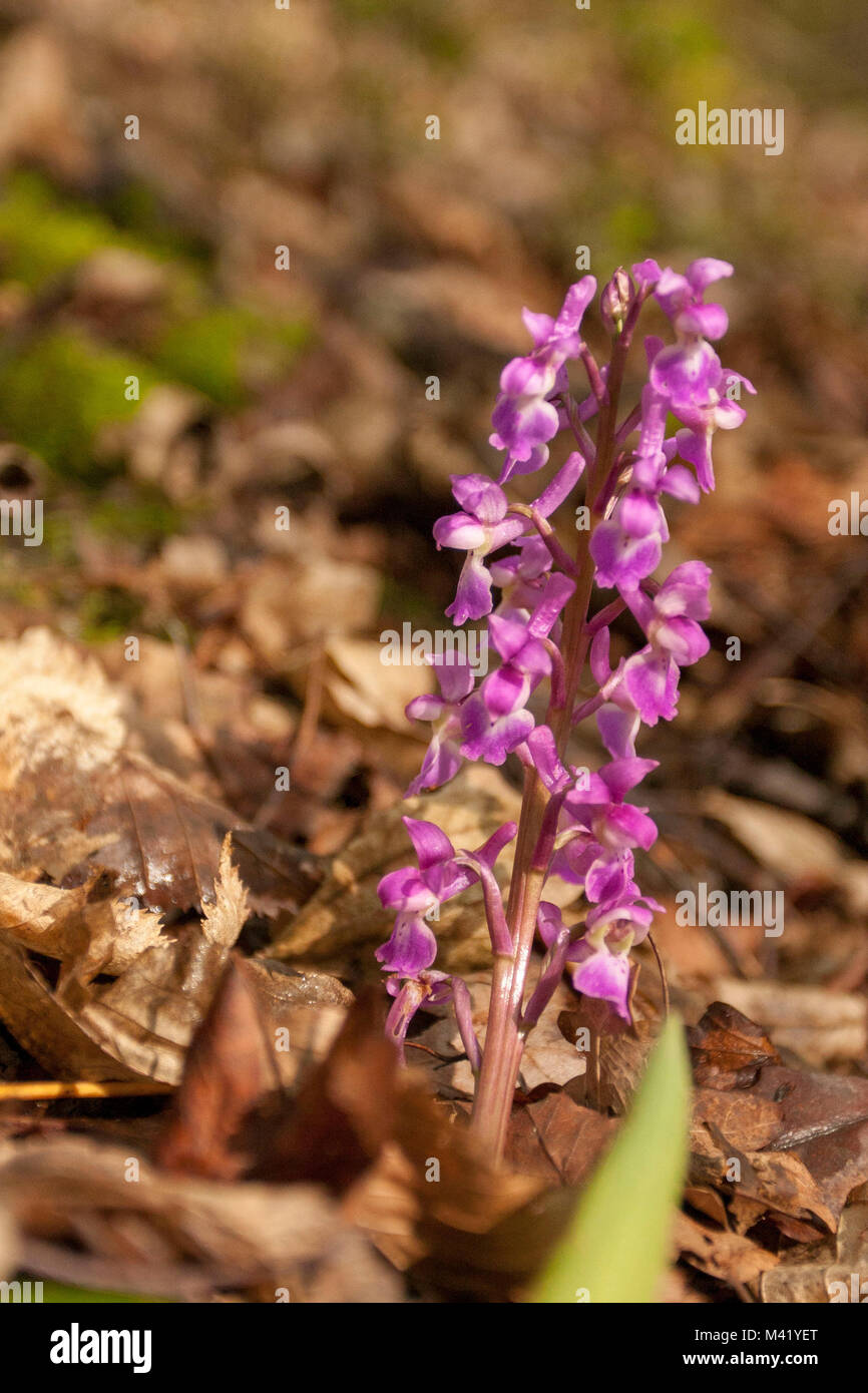 Orchidea selvatica nel Kent boschiva a sud-est dell' Inghilterra, europa Foto Stock
