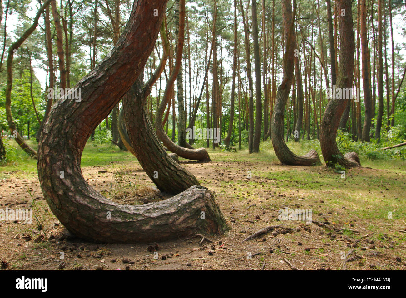 Un storto foresta in Polonia con i suoi alberi di bizzarro. Foto Stock