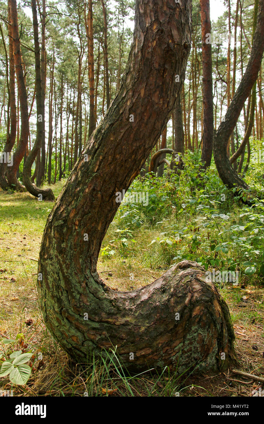 Un storto foresta in Polonia con i suoi alberi di bizzarro. Foto Stock