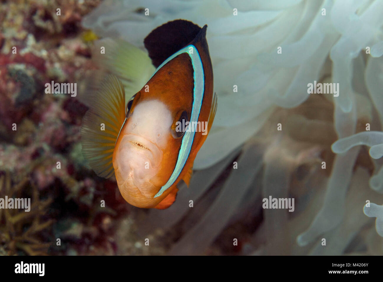 Anemonefish/a doppio spiovente clownfish (Amphiprion polymnus) nei pressi di Panglao Island, Filippine. Foto Stock