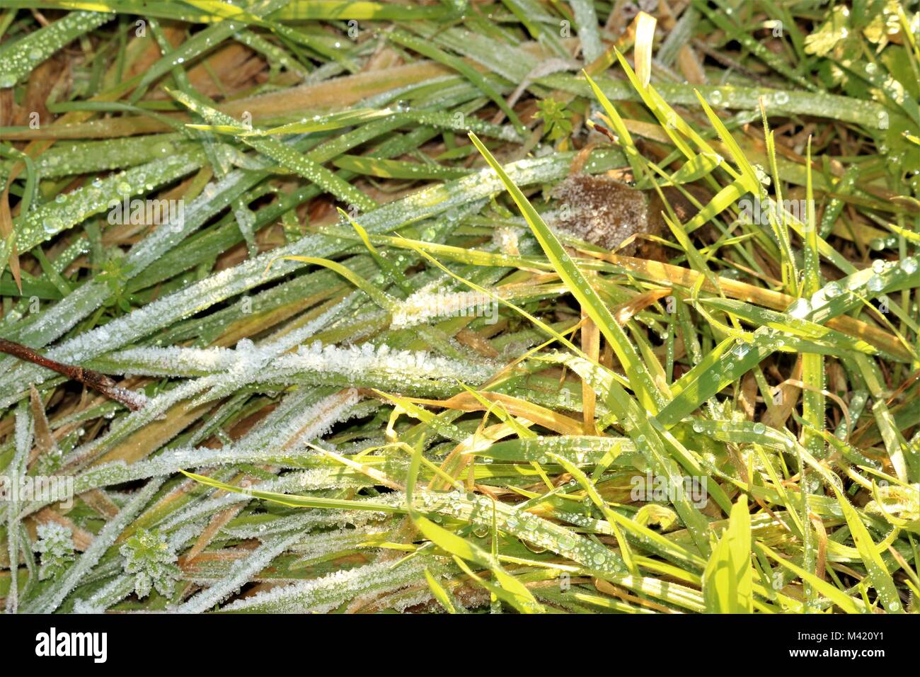 Erba coperto di brina su un inverno di mattina Foto Stock