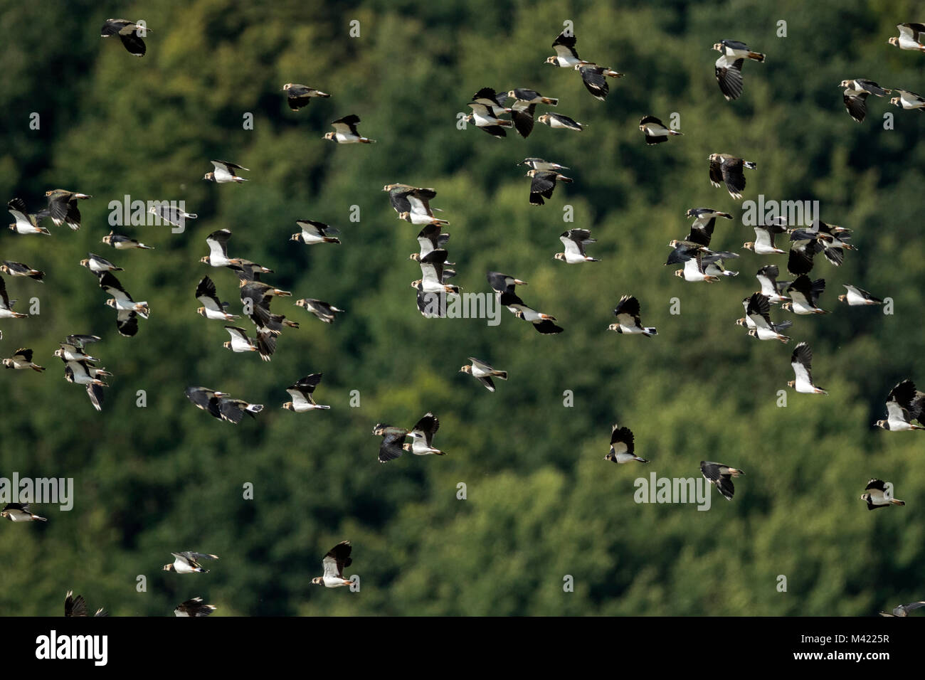 Un gregge di Lapwings (Vanellus vanellus) Foto Stock