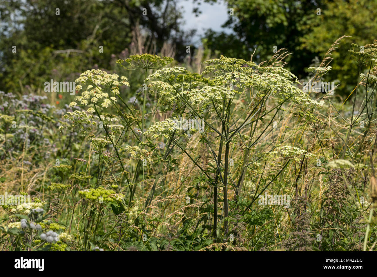 Hogweed (Heracleum sphondylium ssp. sphondylium) Foto Stock