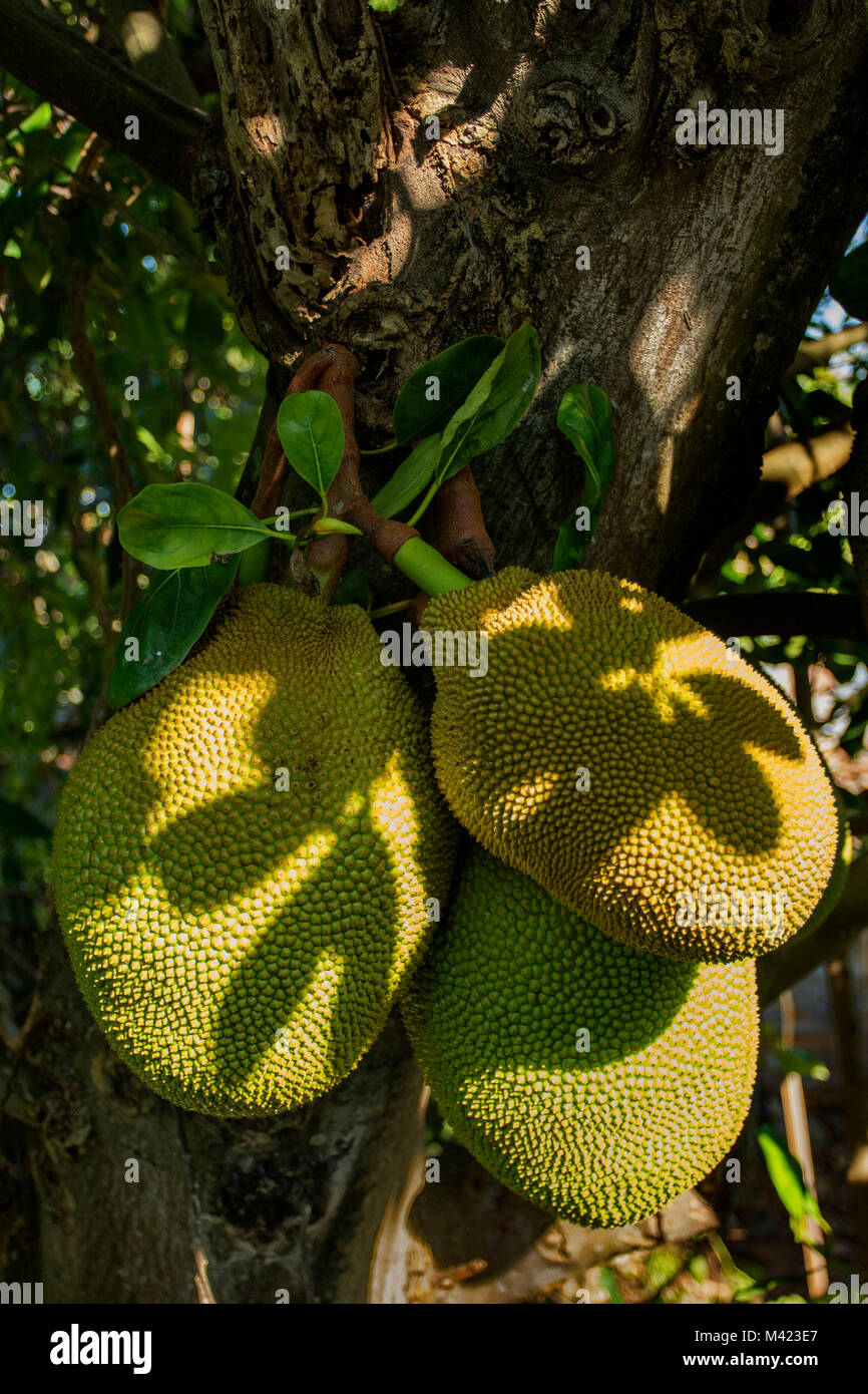 Jackfruit cluster su albero in Giamaica, west indies, dei Caraibi Foto Stock