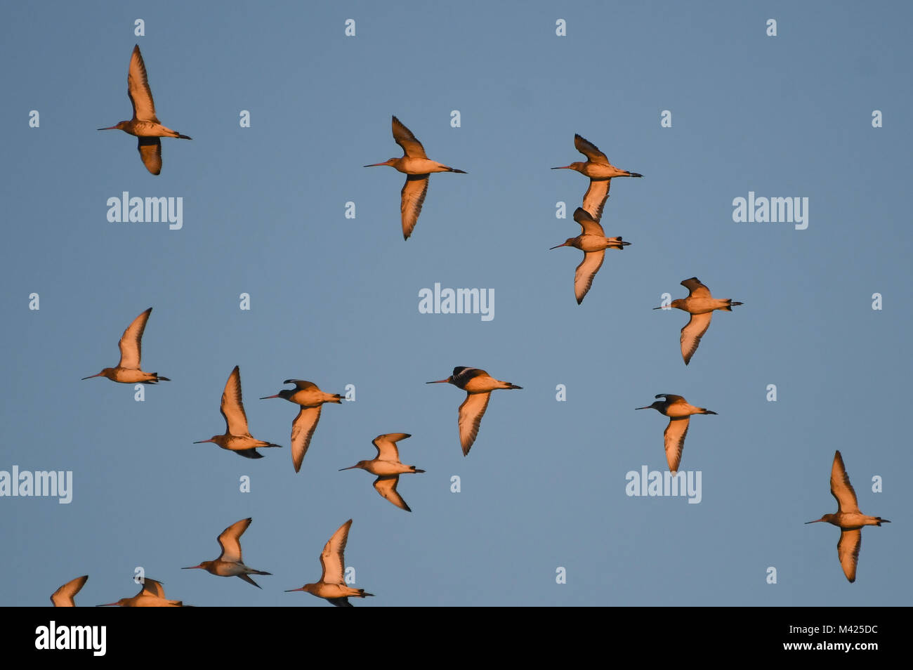 Lato del nero-tailed godwit in volo al tramonto Foto Stock