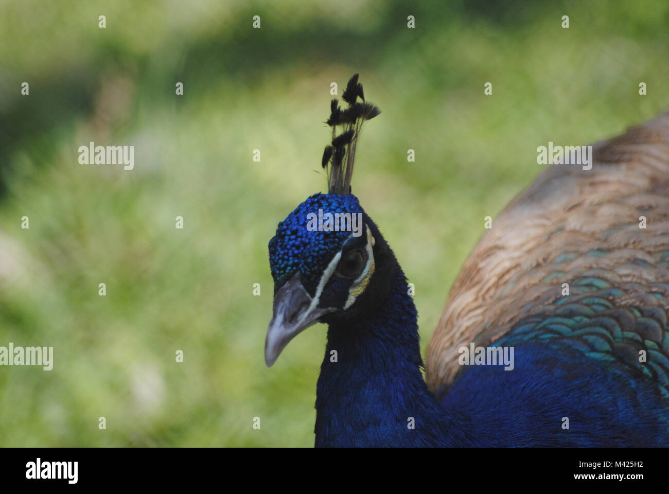 I tuoi diritti d'autore è dipinto in blu Foto Stock