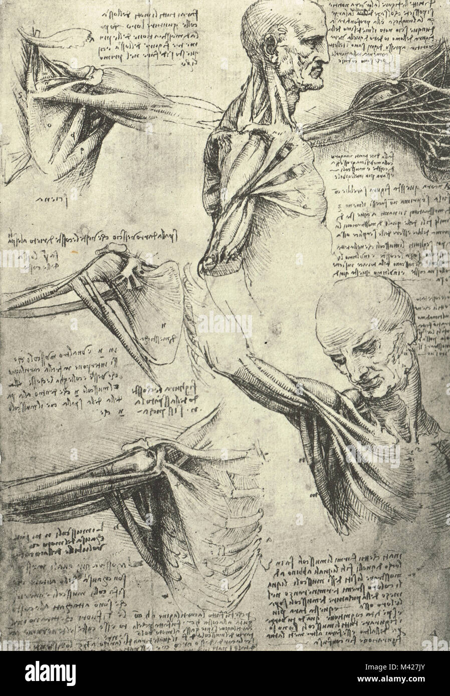 Disegno anatomico da Leonardo Da Vinci, l uomo il collo e le spalle, circa 1510 Foto Stock
