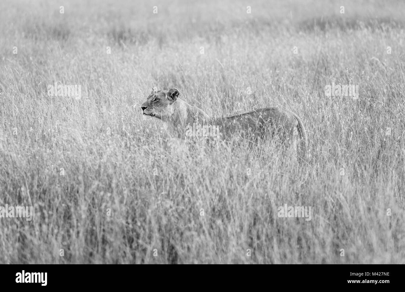 Big 5 predator: furtivo leonessa vigile (Panthera leo) sorge parzialmente nascosto in erba lunga, desti e vigilanti stalking preda, il Masai Mara, Kenya Foto Stock