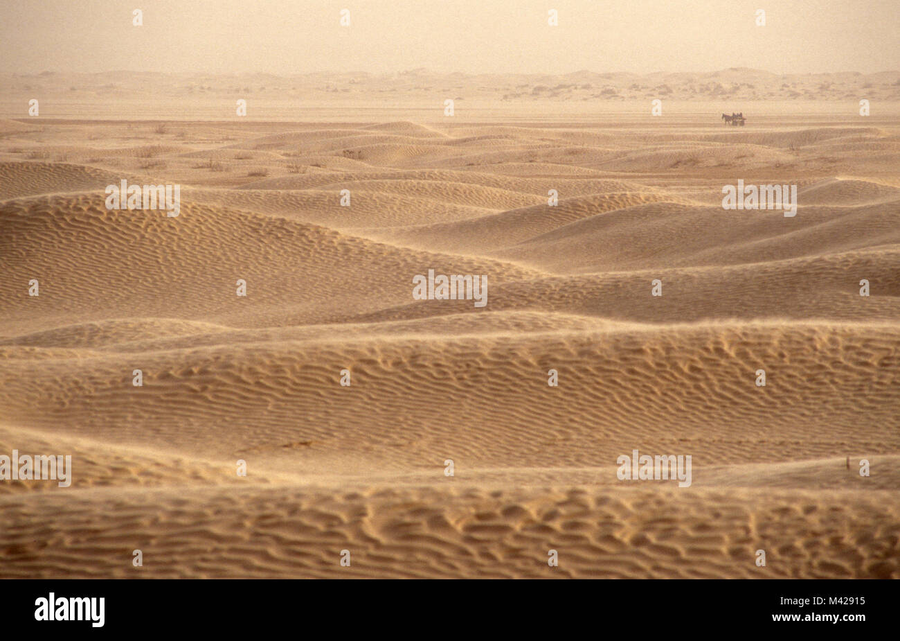 La Tunisia. Douz Oasis. Deserto del Sahara. Le dune di sabbia in tempesta di sabbia. Donkey cart in background. Foto Stock