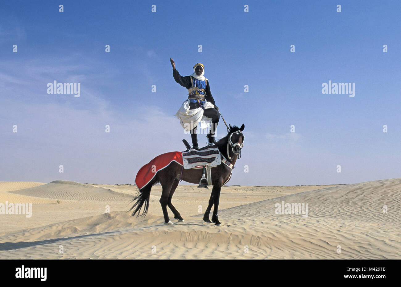 La Tunisia. Douz Oasis. Deserto del Sahara. Uomo in piedi sul cavallo, in dune di sabbia, collata per festival. Foto Stock