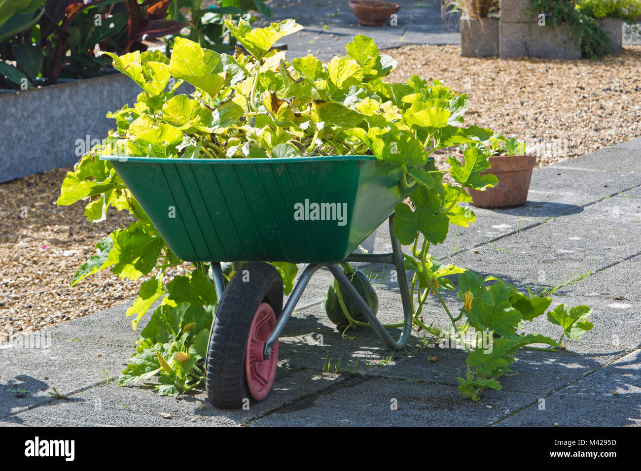 Vecchia carriola essendo riciclata a crescere zucche Foto Stock