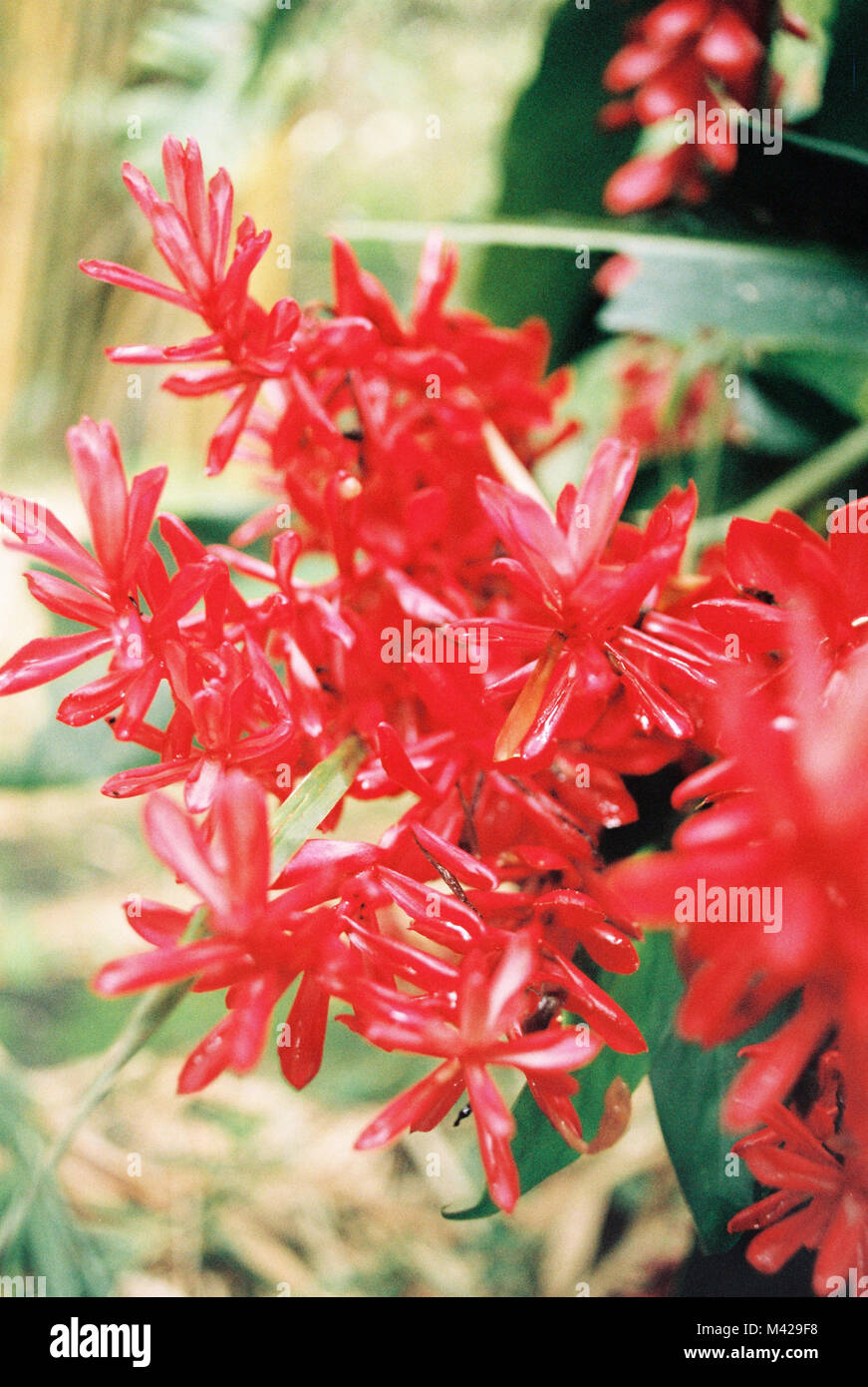 Dettaglio colpo di alcuni splendidi e vibranti fiori di colore rosso Foto Stock