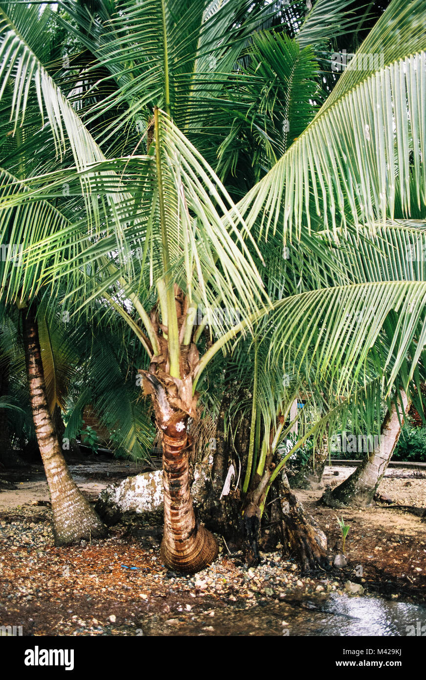 Verde di grandi foglie di palma da un palmtree in Bocas del Toro Panama. Girato su pellicola, una pressione atmosferica wanderlust tipo di immagine. Foto Stock