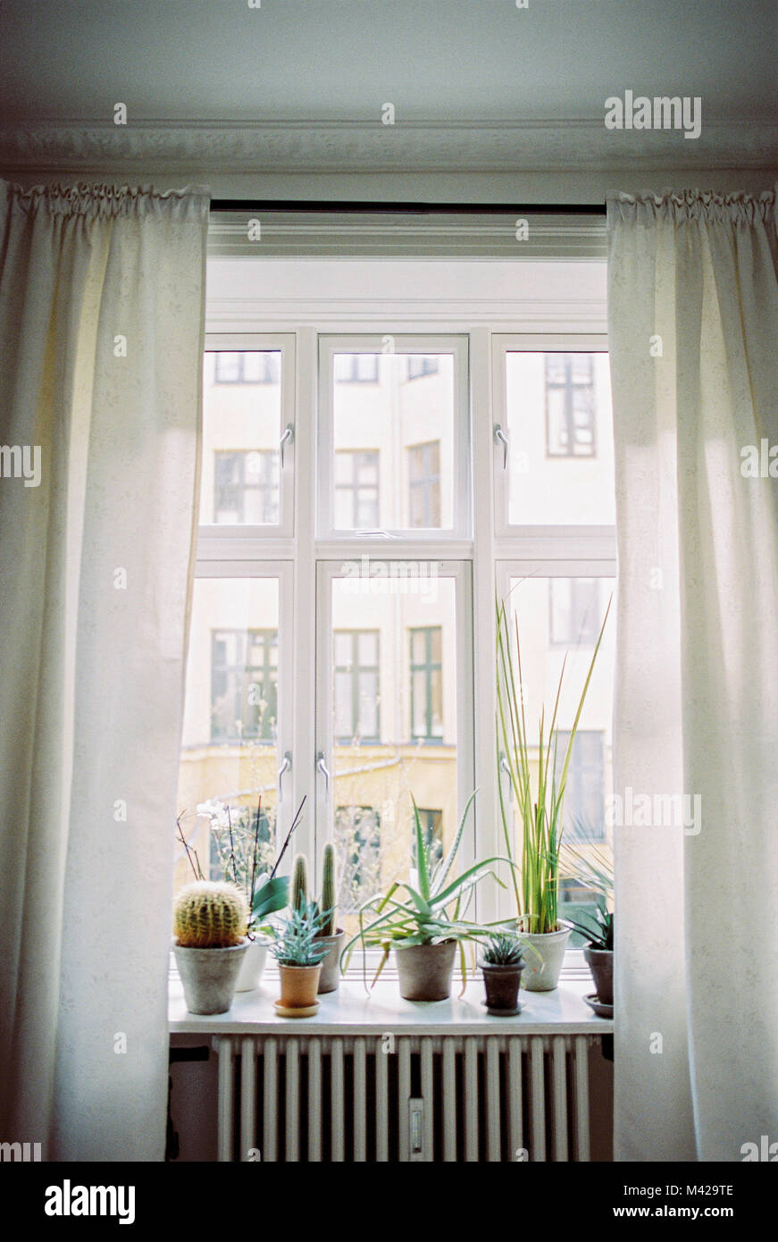 Vista da una finestra con cactus e piante grasse sul davanzale. Botaniche interni Scandinavi. Foto Stock
