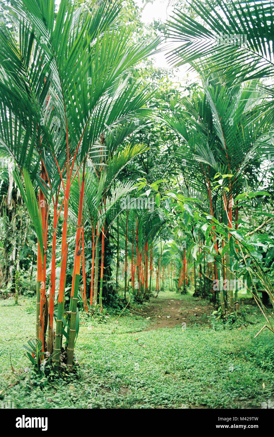 Un sacco di verdi e le arance in questa immagine di un giardino botanico in Cahuita Costa Rica. Una foto tropicale che stimola la tua wanderlust. Foto Stock