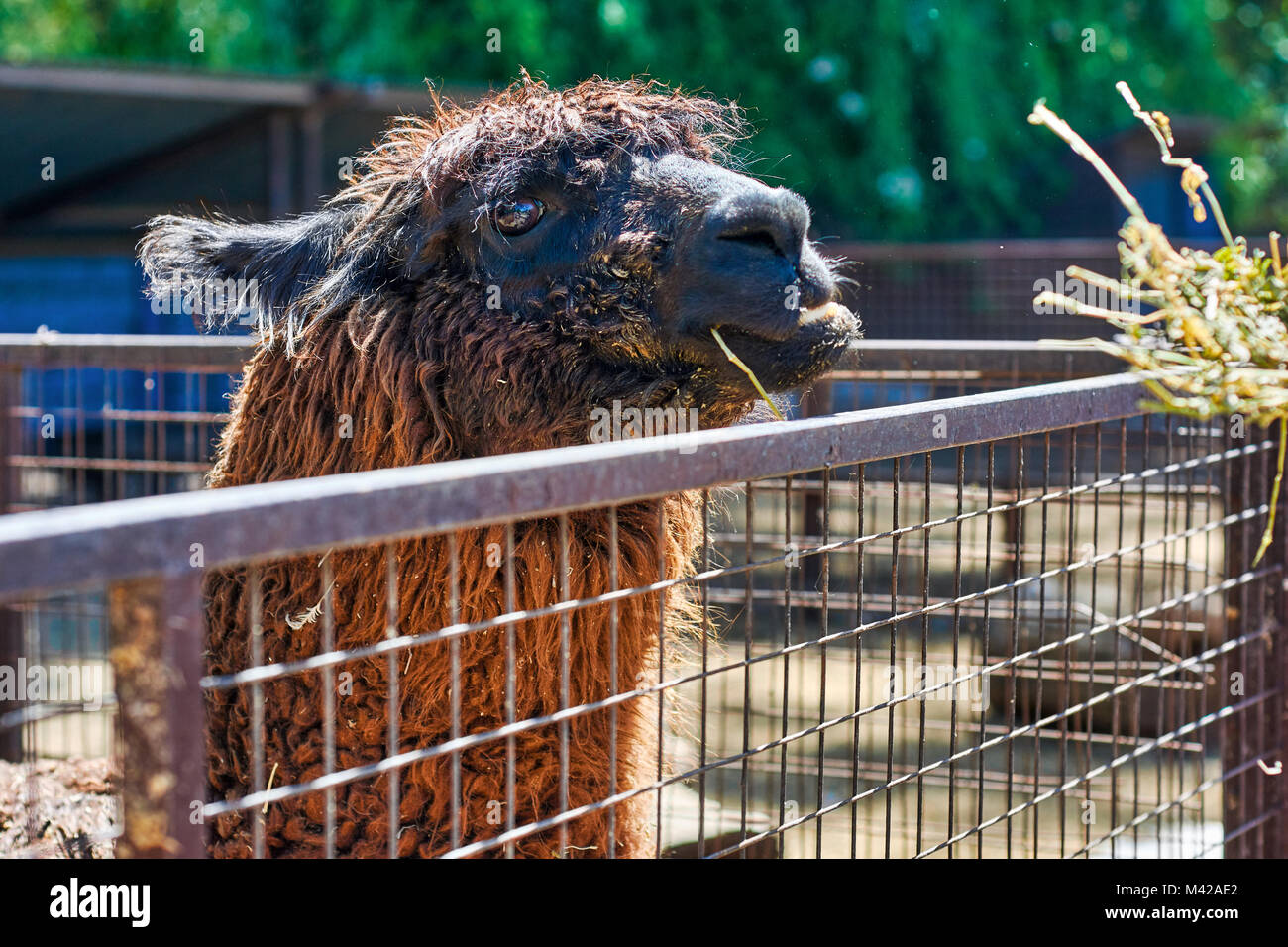 Carino llama nel corral guardando la telecamera mentre mangia durante una visita ad una fattoria in Argentina. Foto Stock