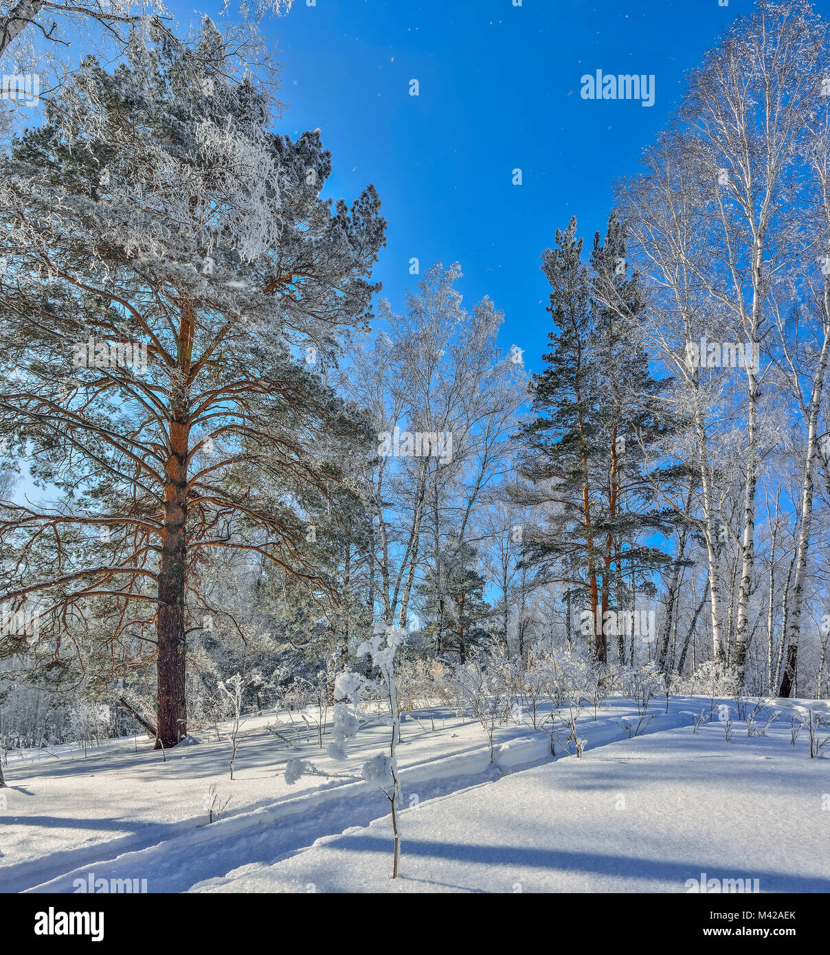 Foresta di inverno con neve e brina coperto a bright tempo soleggiato e tracciato di sci sulla neve scintillante superficie - meraviglioso paesaggio invernale Foto Stock