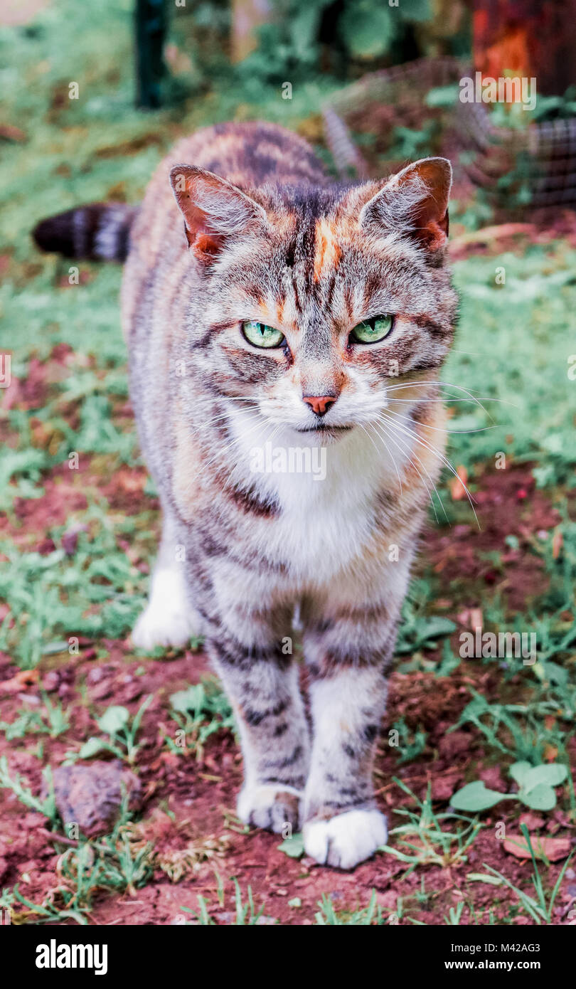Tartaruga Gatto con gli occhi verdi Foto Stock