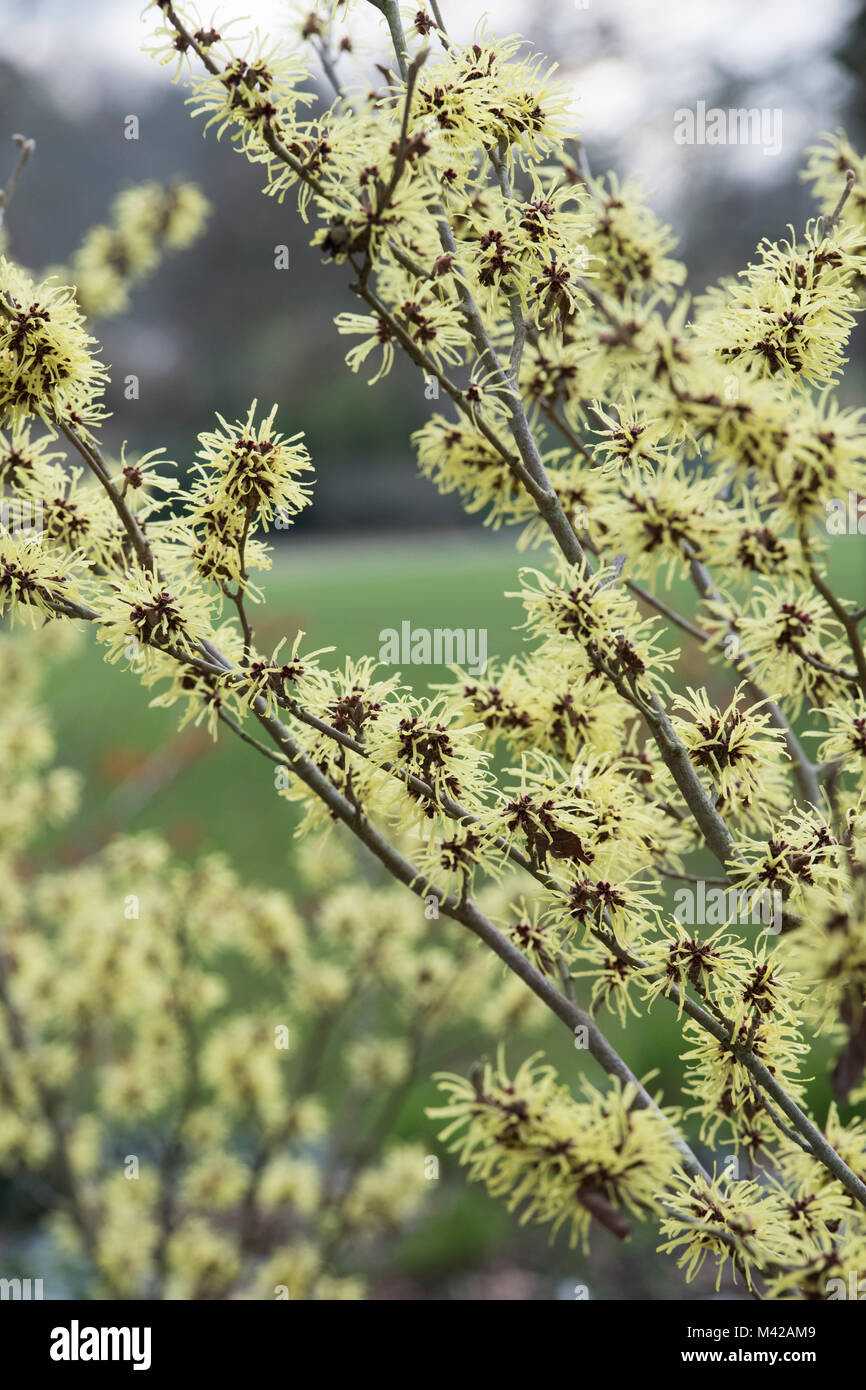 Hamamelis x Intermedia 'Sunburst'. Amamelide 'Sunburst' fioritura in inverno. RHS Wisley Gardens, Surrey, Regno Unito Foto Stock