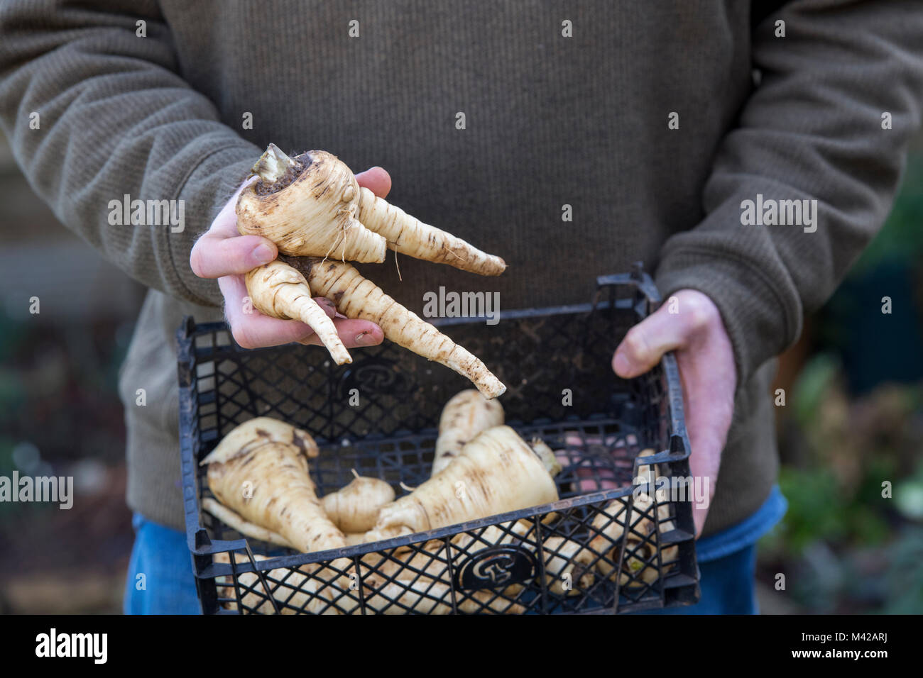 Giardiniere tenendo un paniere di homegrown deformato pastinaca. Regno Unito Foto Stock
