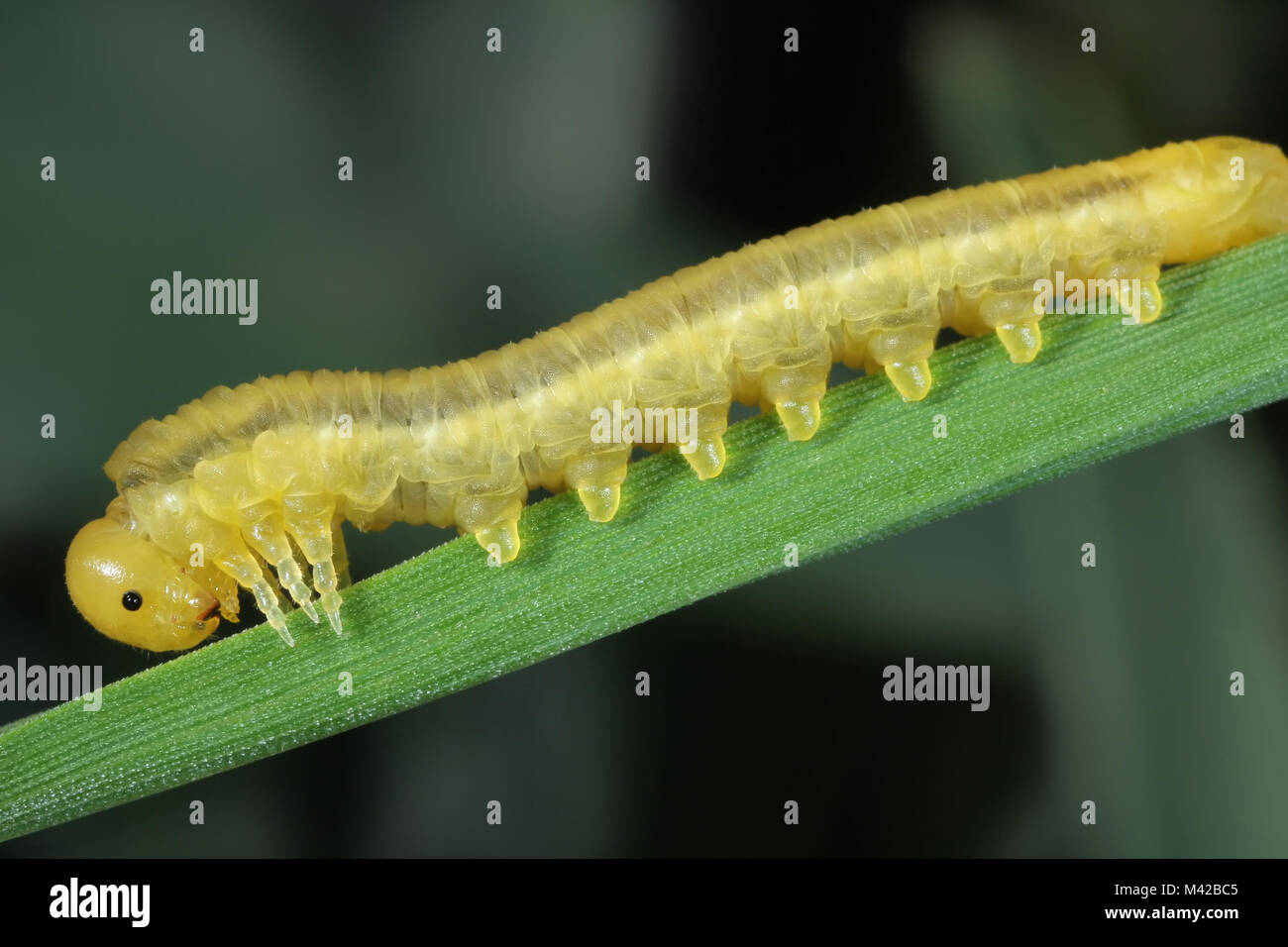 Le larve di imenotteri formano la famiglia Tenthredinidae sui cereali. Foto Stock