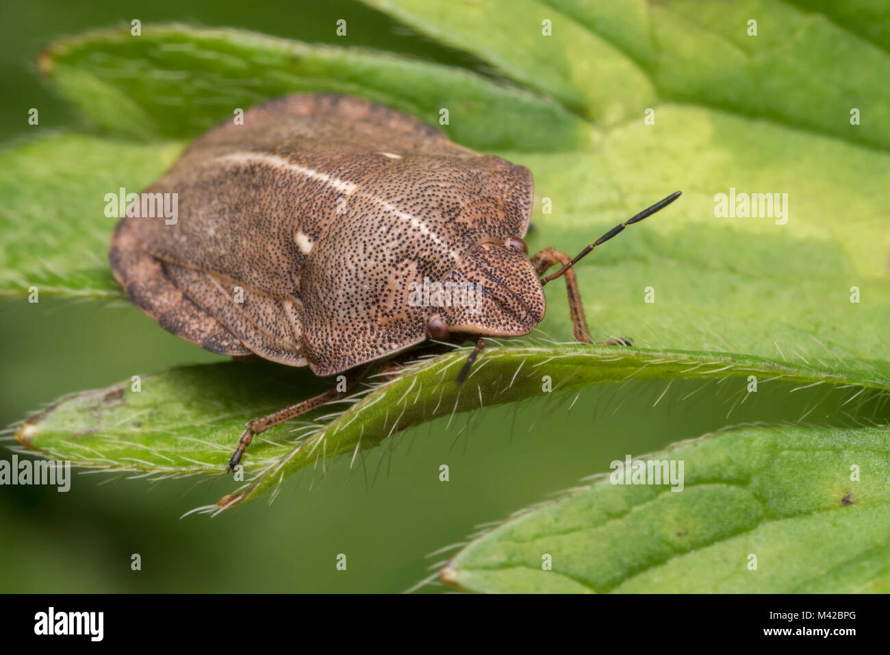 Tartaruga (Bug Eurygaster "testudinaria) sulla foglia. Tipperary, Irlanda. Foto Stock