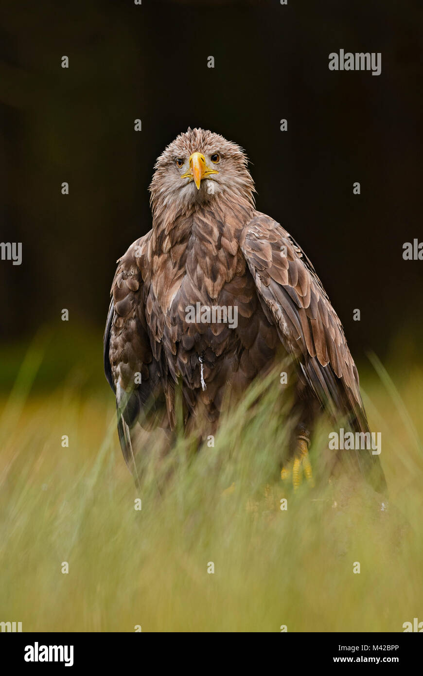 White-tailed Eagle - Haliaeetus albicilla, Euroasian grande rapace seduto in erba vicino al lago. Foto Stock White-tailed Eagle - Haliaeetus albicilla, Euroasian grande rapace seduto in erba vicino al lago. Foto Stock