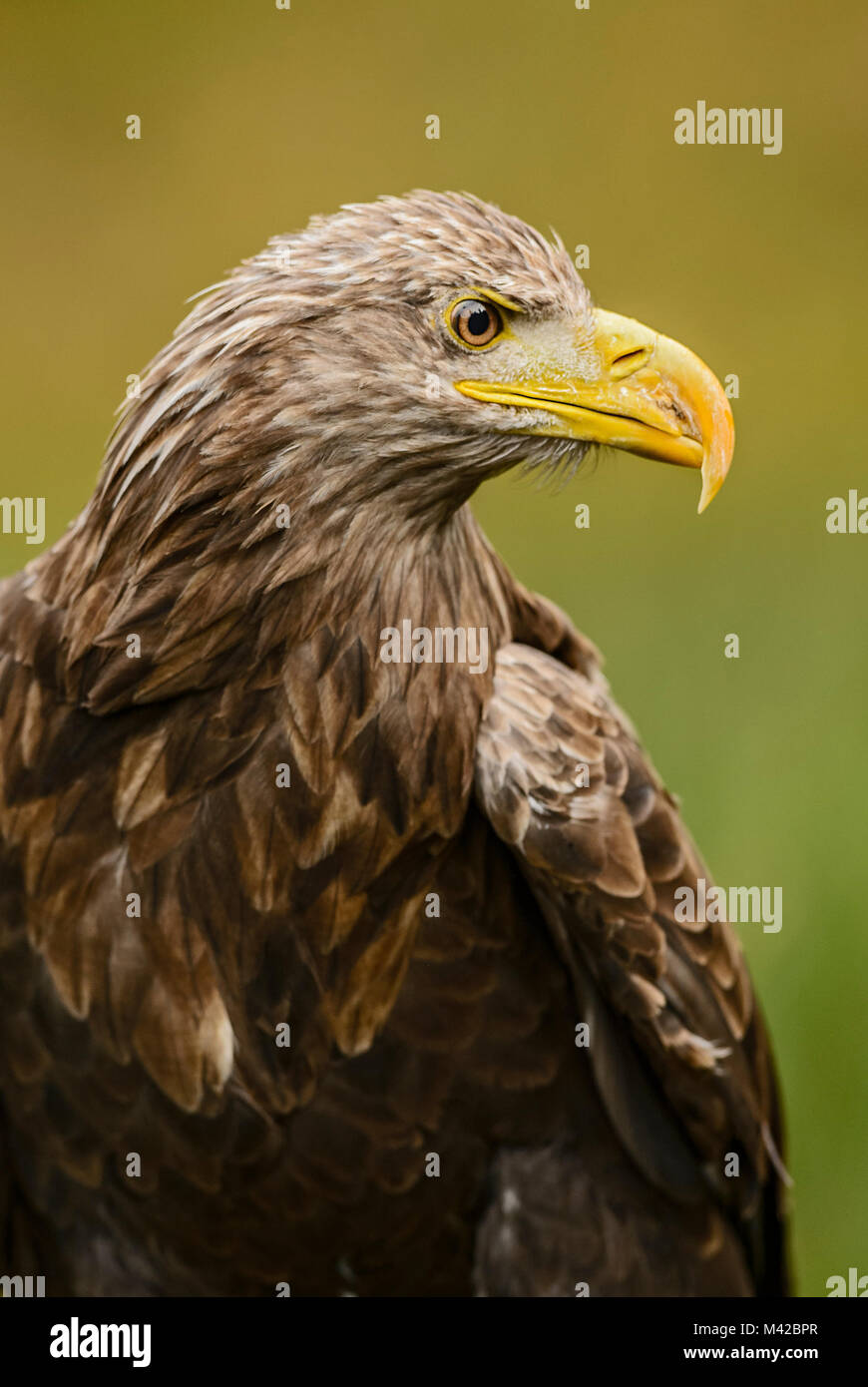 White-tailed Eagle - Haliaeetus albicilla, Euroasian grande rapace seduto in erba vicino al lago. Foto Stock