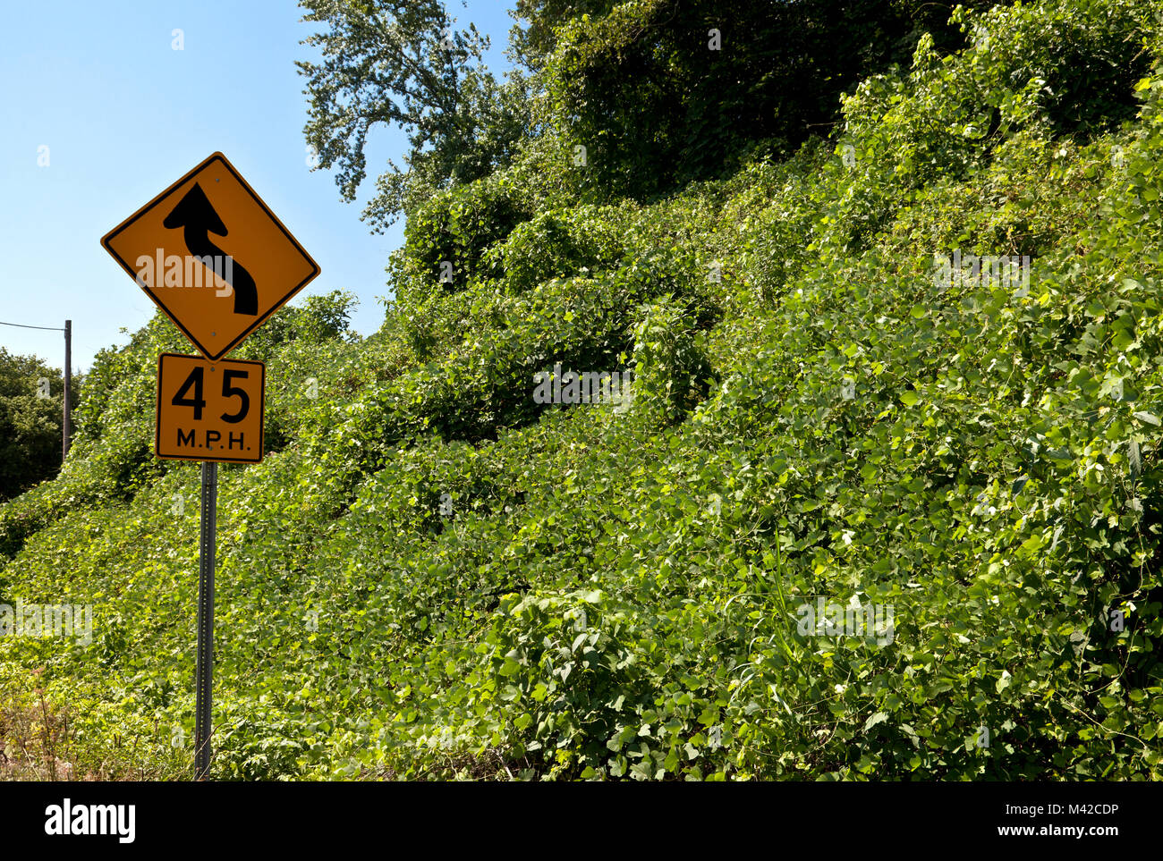 Northwest Arkansas: Il vitigno che abbiamo mangiato il sud -- Kudzu -- coperte fogliame sul ciglio della strada a sud-ovest di casa di montagna. Da Wikipedia: Kudzu (Pueraria l Foto Stock