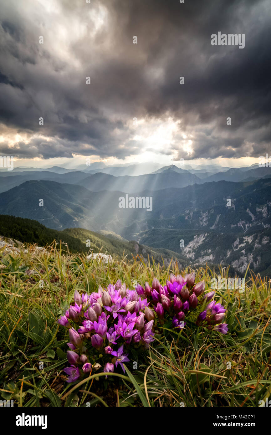 Chiltern genziana fiorisce nelle Alpi austriache, Sunray e nuvole drammatico Foto Stock