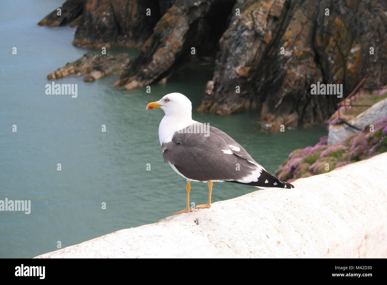 Sea Gull arroccato sulla scogliera edge Foto Stock