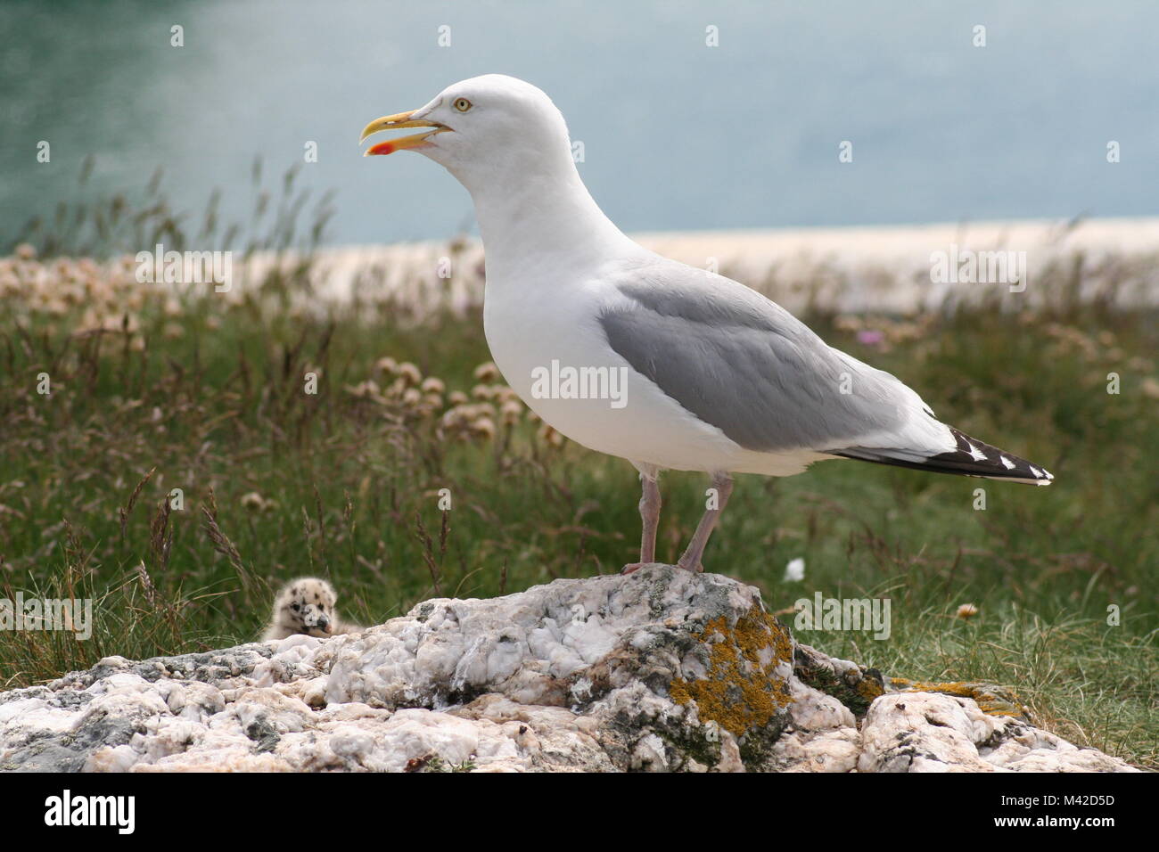 Madre gabbiano con simpatici baby chick nascondere dietro la roccia di granito Foto Stock