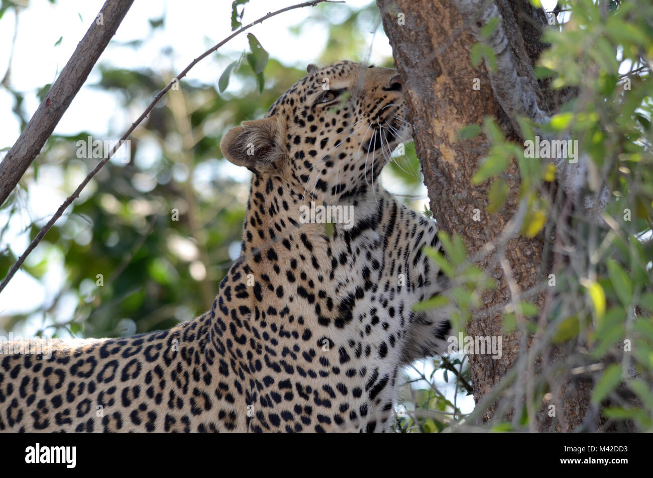 Leopard graffiare tree, Botswana, Africa Foto Stock