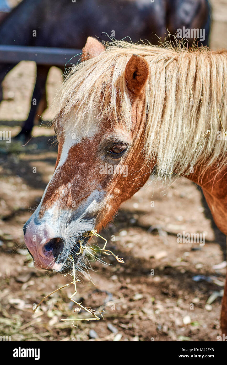 Marrone a cavallo di mangiare nel corral durante una visita guidata ad una azienda agricola. Foto Stock
