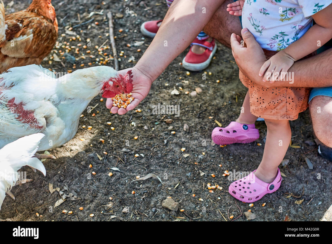 Le persone con i loro figli alimentazione di polli nel corral durante una visita guidata ad una azienda agricola. Foto Stock