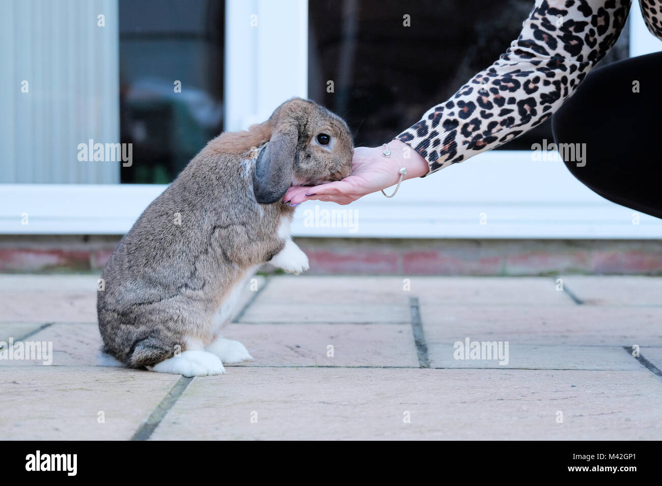 Un tame Lop Dwarf Rabbit, pet, coniglio mangia a trattare dai suoi proprietari mano. il coniglio è completamente rilassato e si mise a sedere sulle zampe posteriori per mangiare la tratta Foto Stock