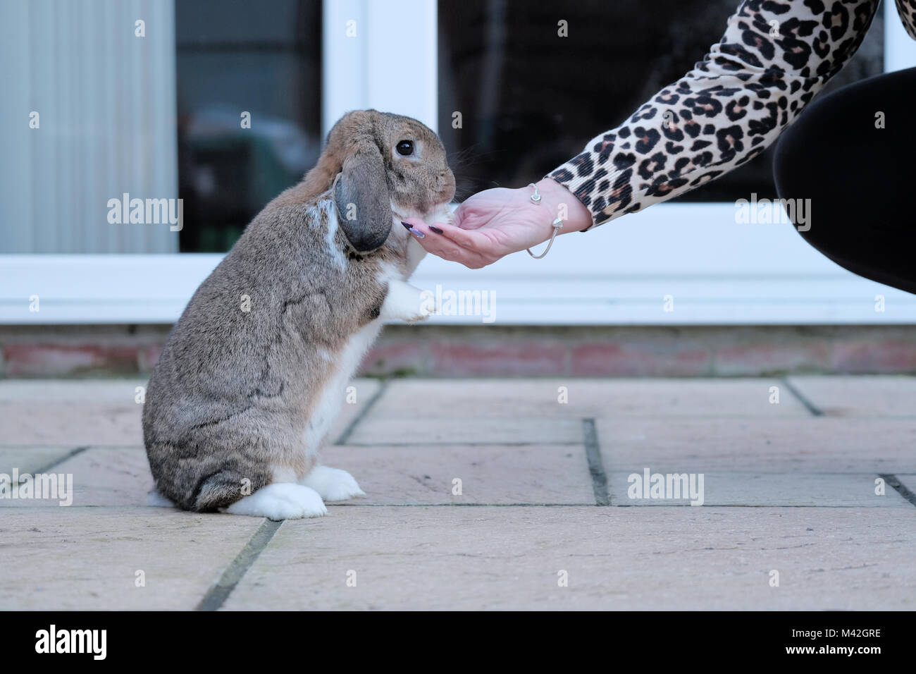 Un tame Lop Dwarf Rabbit, pet, coniglio mangia a trattare dai suoi proprietari mano. il coniglio è completamente rilassato e si mise a sedere sulle zampe posteriori per mangiare la tratta Foto Stock