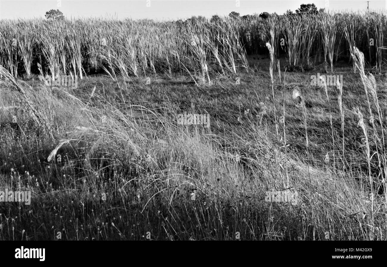 Webb Wildlife Management Area, Punta Gorda, FL Foto Stock