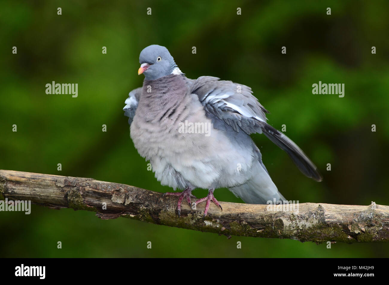 Woodpigeon Foto Stock