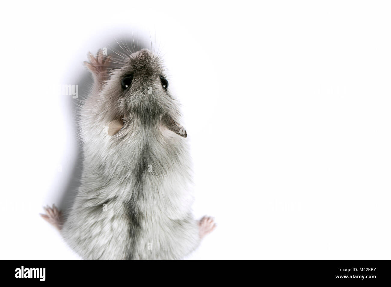 Hamster salendo, isolato su sfondo bianco, con spazio per il testo Foto Stock