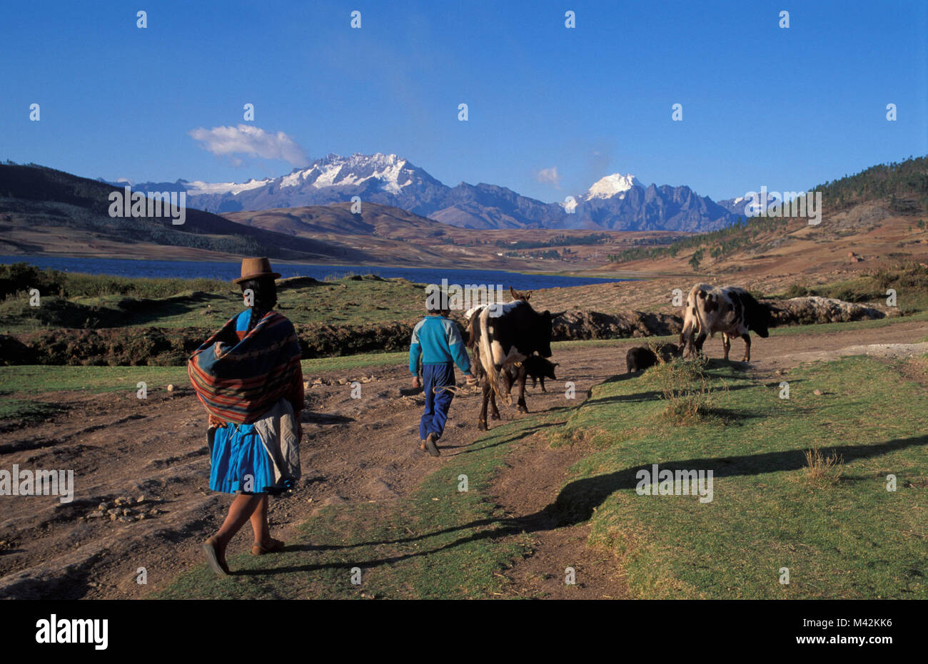 Il Perù. Chinceros. Valle di Cusco. Cuzco, gli agricoltori per andare a casa con il bestiame. Foto Stock