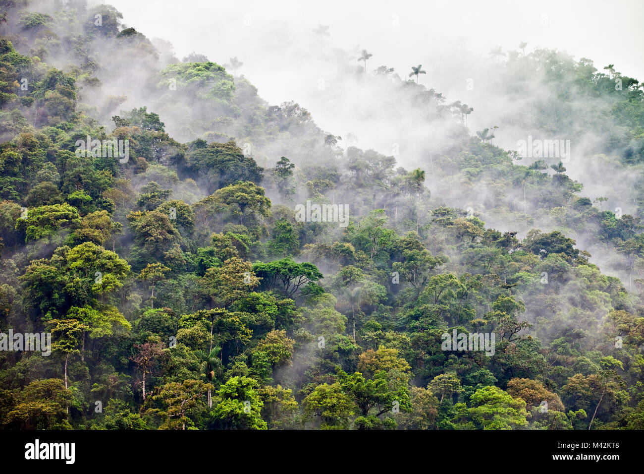 Il Perù, San Pedro, il Parco Nazionale del Manu. Unesco - Sito Patrimonio dell'umanità. Cloud Forest. Foto Stock