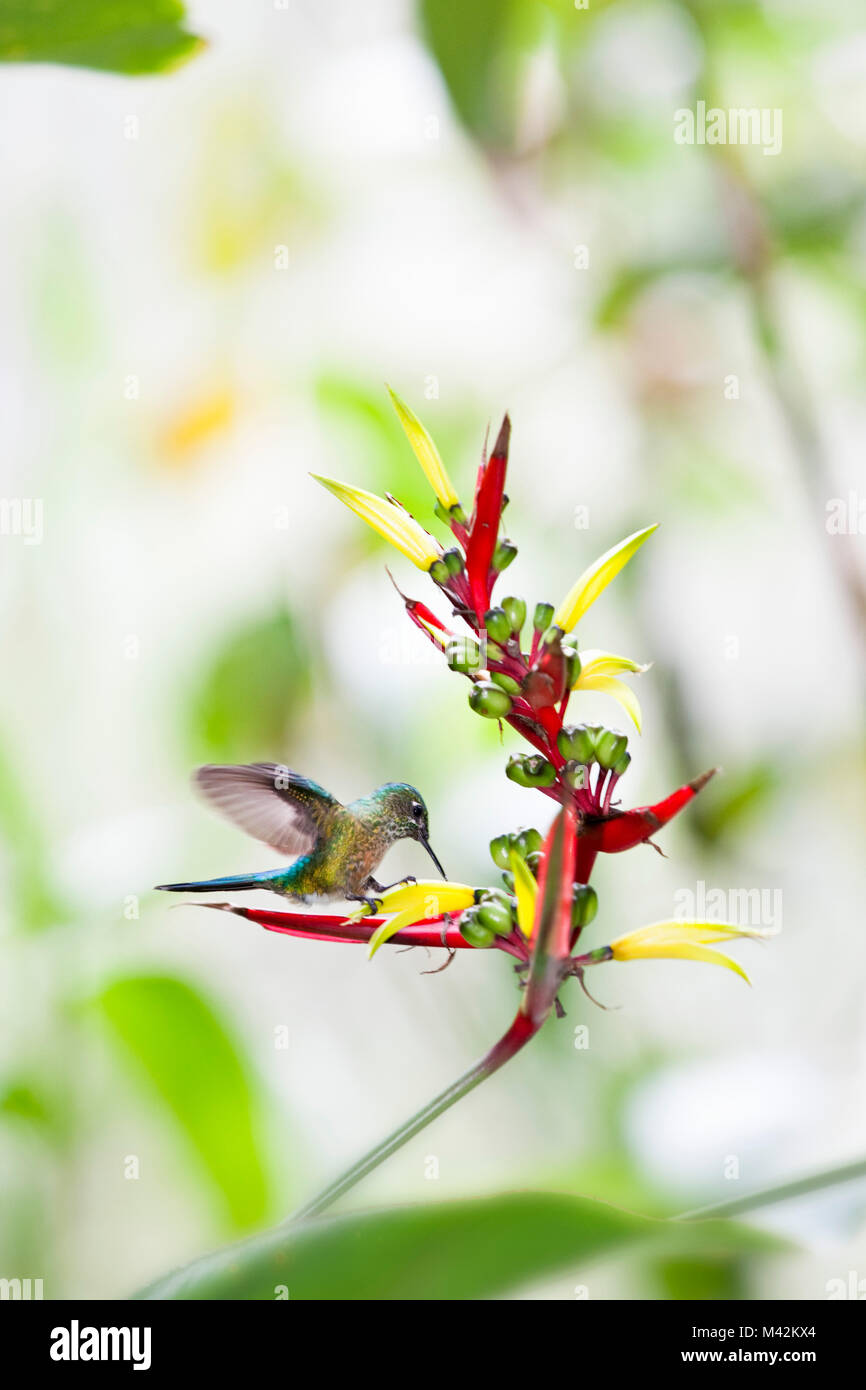 Il Perù, Aguas Calientes, Hummingbird alimentazione su heliconia fiore. Foto Stock