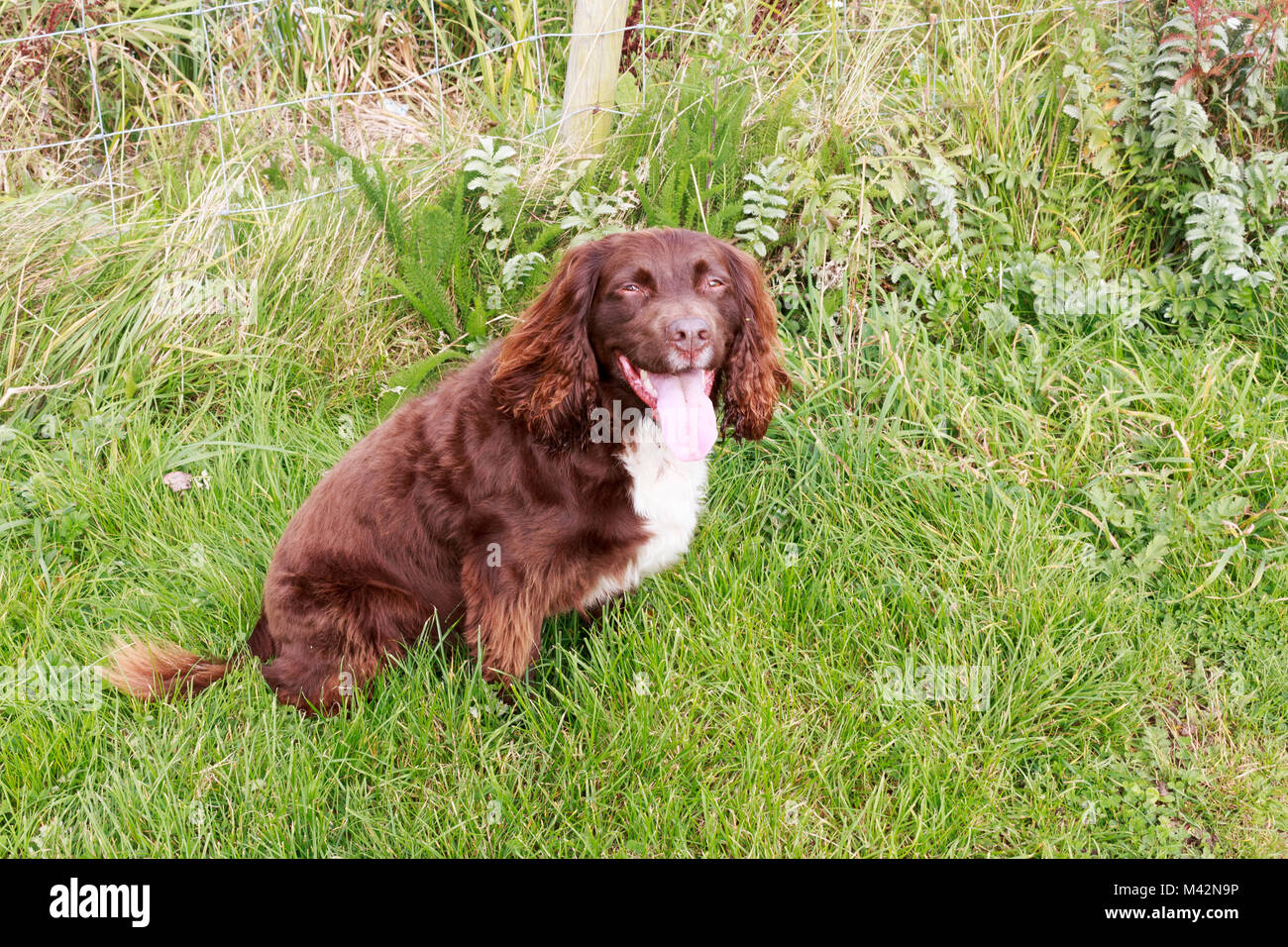 Una immagine di una Sprocker Spaniel cane ansimante Foto Stock