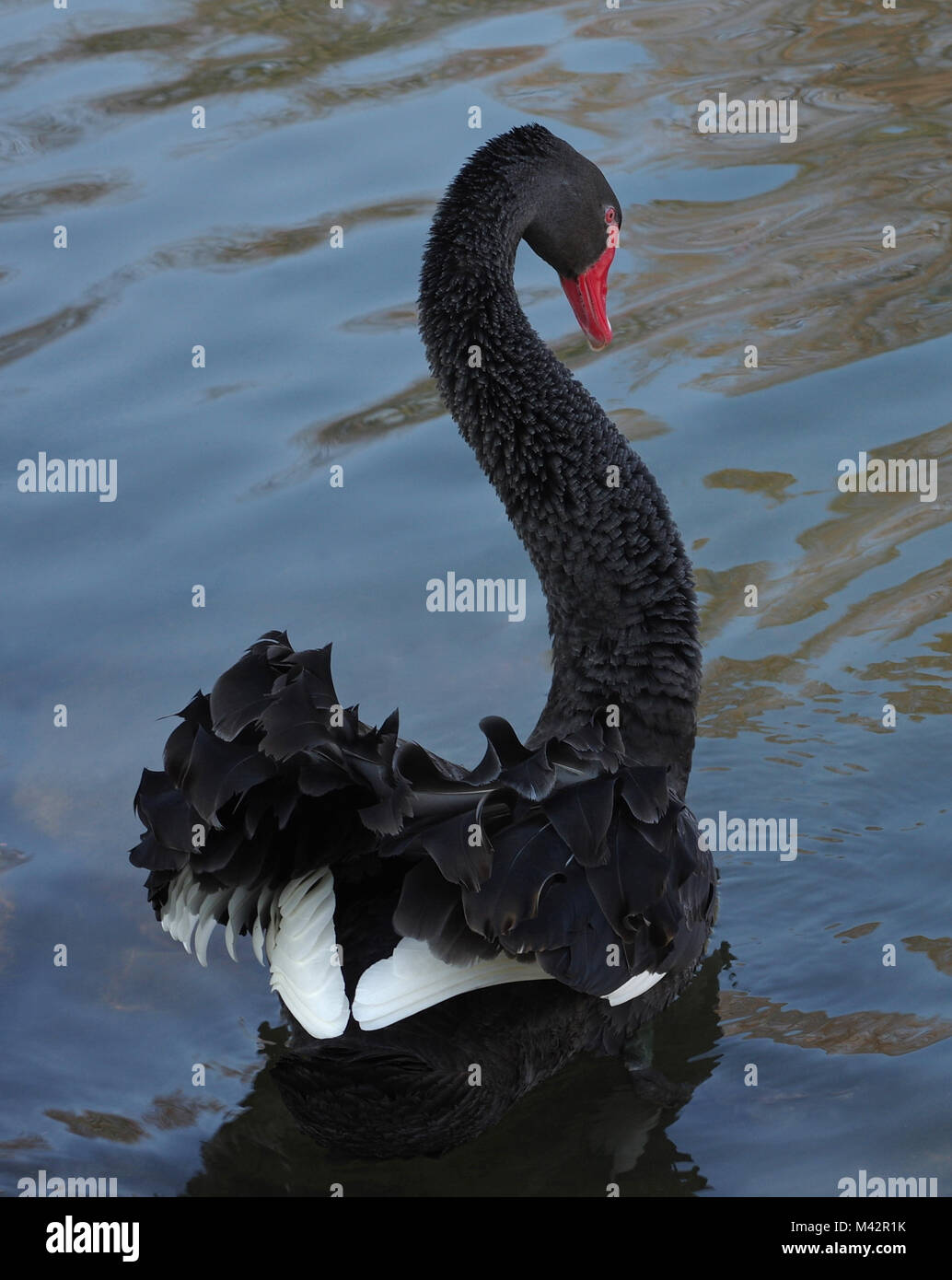 Black Swan in un stagno visto da dietro Foto Stock