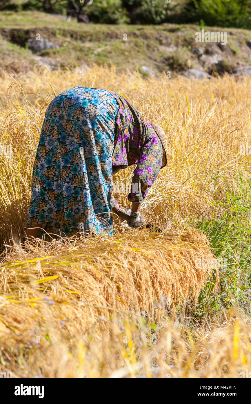 Punakha, Bhutan. Donna bhutanesi la mietitura del riso nel suo campo. Foto Stock