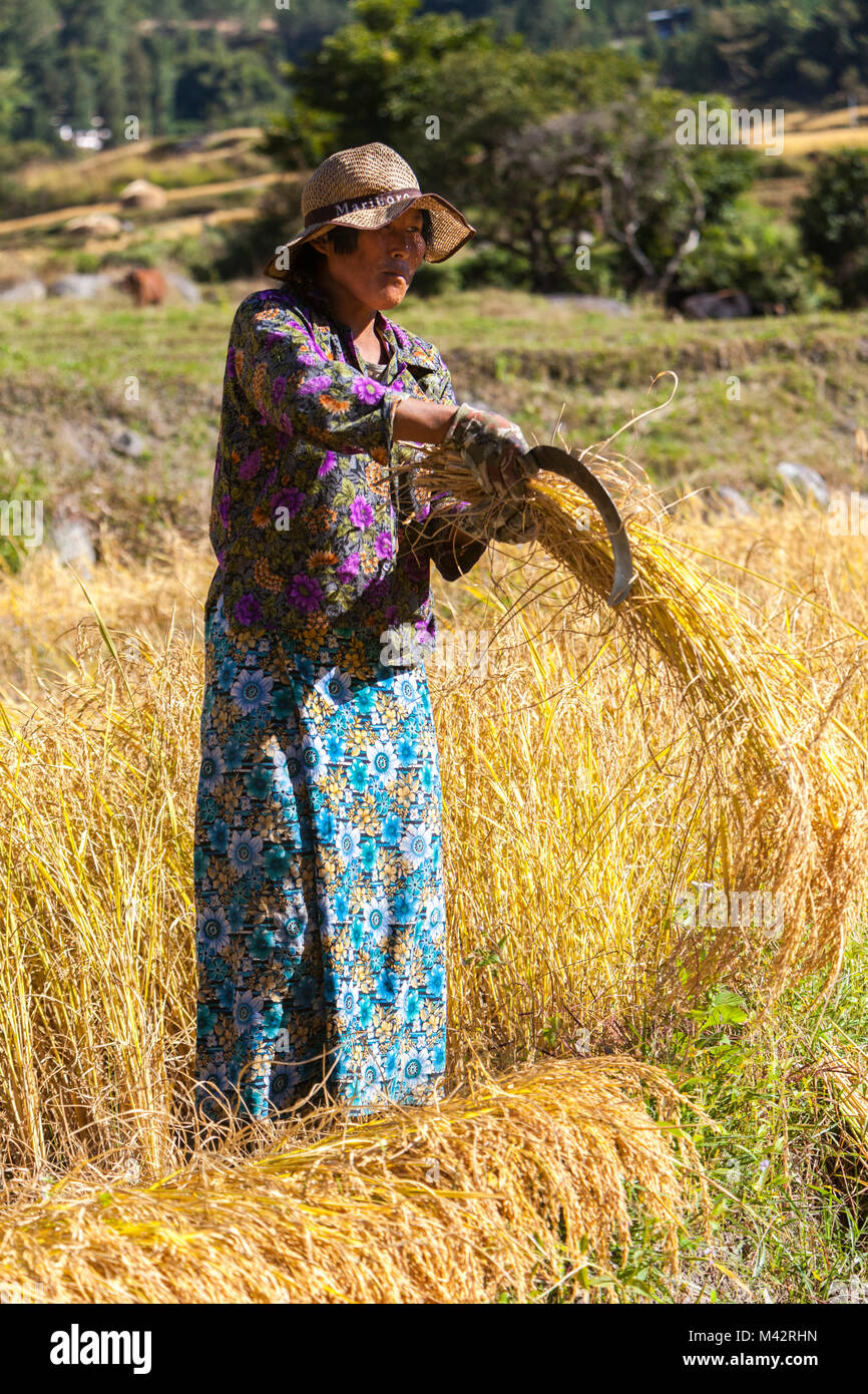 Punakha, Bhutan. Donna bhutanesi la mietitura del riso nel suo campo. Foto Stock