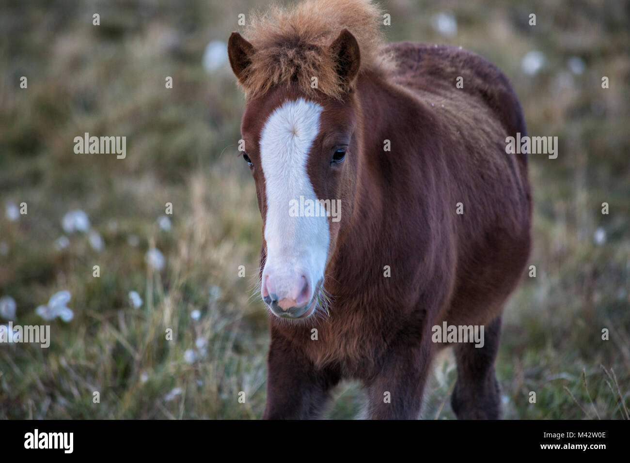 L'Europa,Islanda, Regione Vesturland. Wild Horses Foto Stock