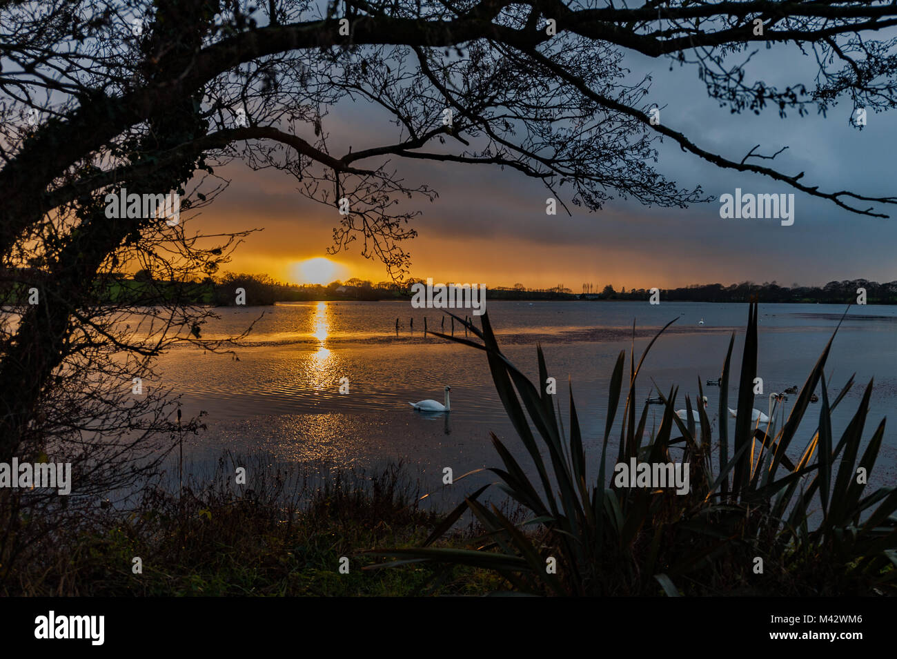 Tramonto a Lough Aderry, East Cork, Irlanda con cigni. Foto Stock