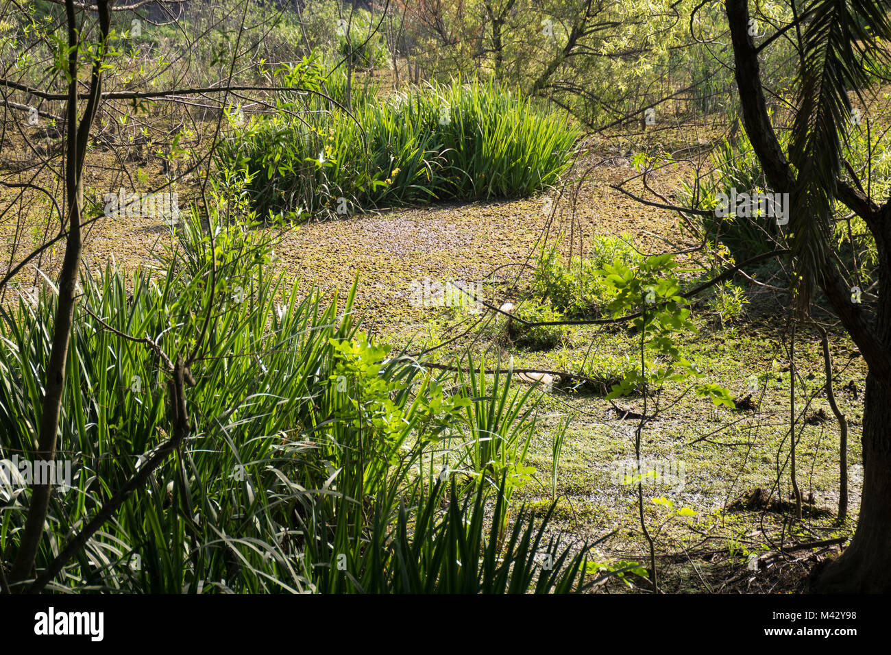 Buenos Aires Costanera Sur Riserva Ecologica, Argentina Foto Stock
